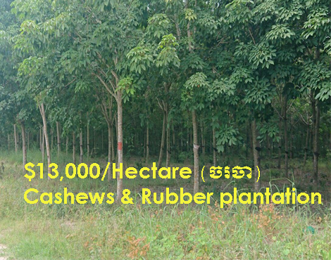 Land of Cashew & Rubber for Sale