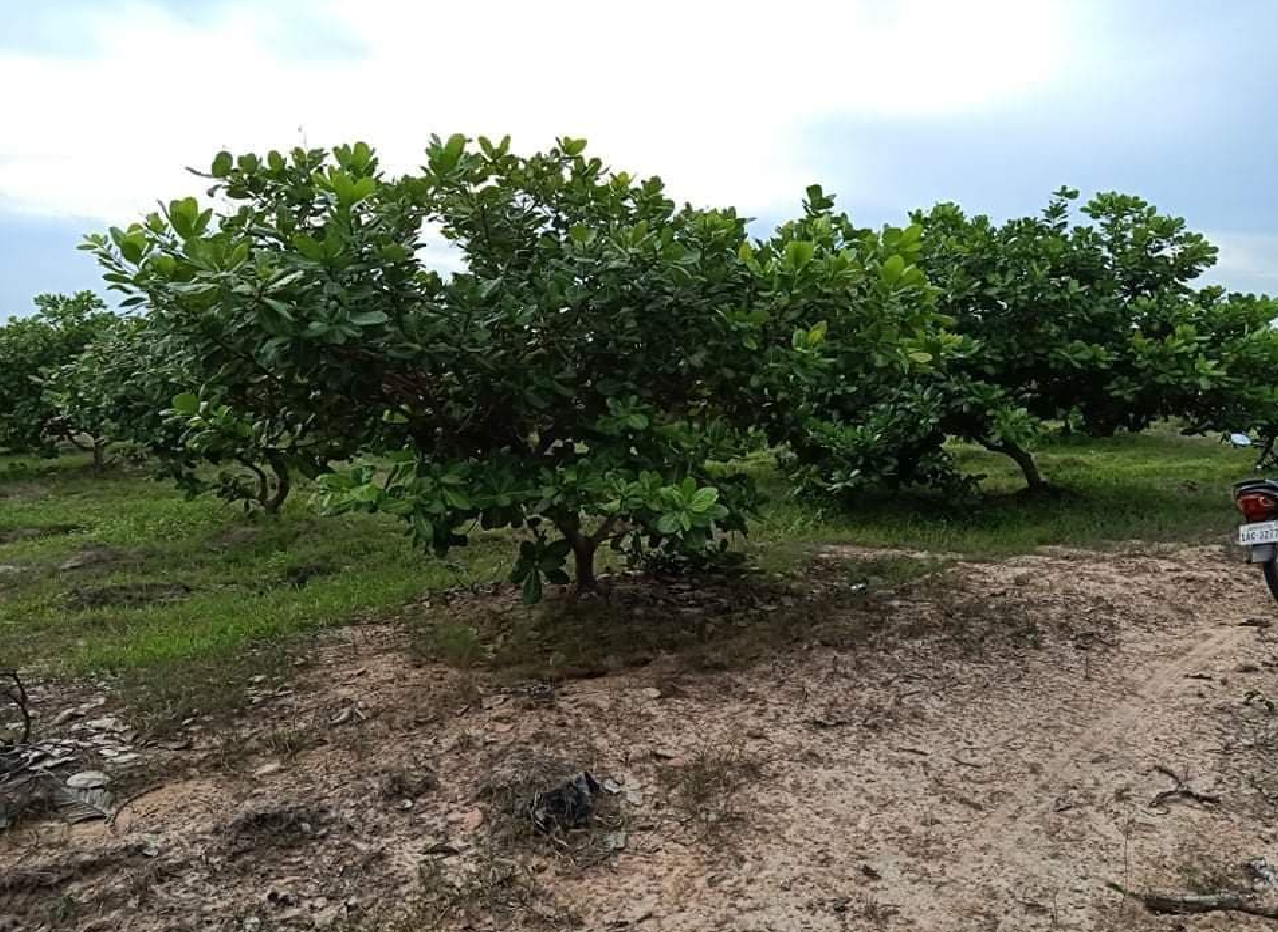 Cashew Plantation Land for Sale