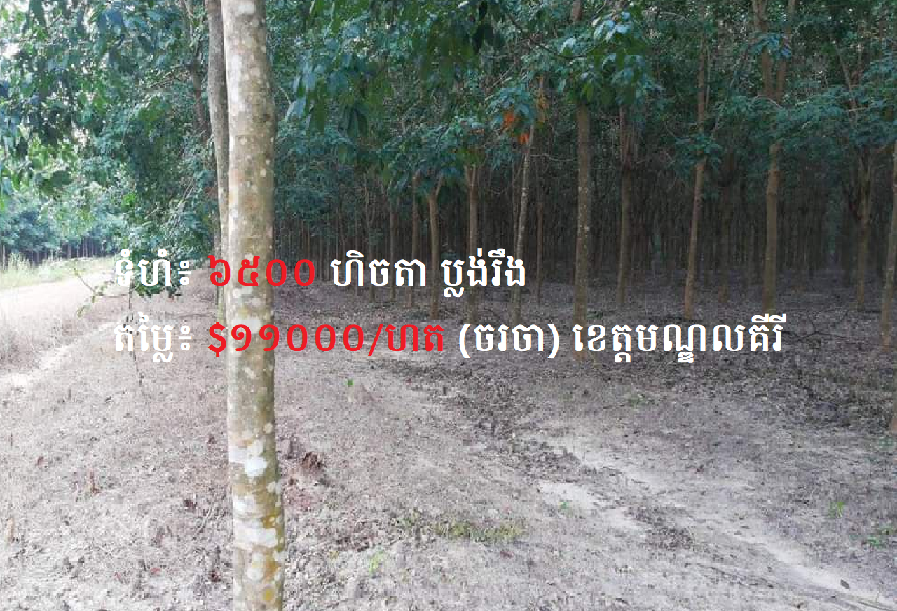 Rubber Plantation Land for Sale